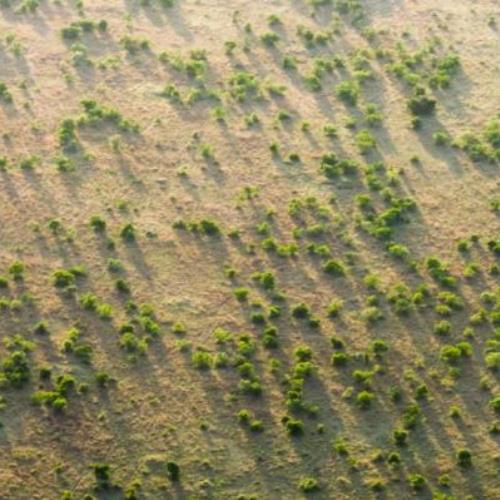 António Guterres: 2021 Is the Year to Reconcile Humanity with Nature